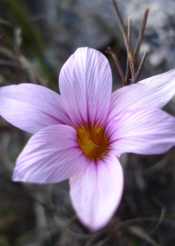 Romulea rosea flowering nearly white
